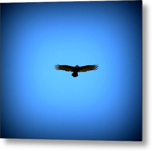 Turkey Vulture Metal Print featuring the photograph Raptor on the hunt by Lisa Rose Musselwhite