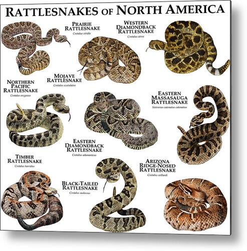 Animal Metal Print featuring the photograph Rattlesnakes Of North America by Roger Hall
