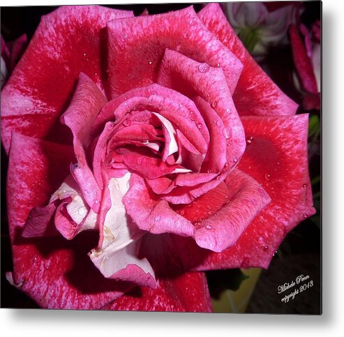 Red Rose Metal Print featuring the photograph Red Beauty 2 by Michele Penn