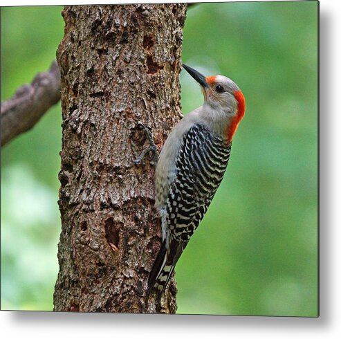 Red Bellied Woodpecker Metal Print featuring the photograph Red Bellied Woodpecker by Sandy Keeton