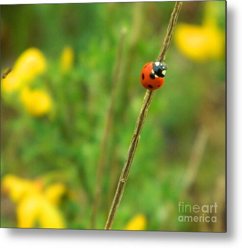 Ladybug Metal Print featuring the photograph Red Ladybug by Gallery Of Hope 