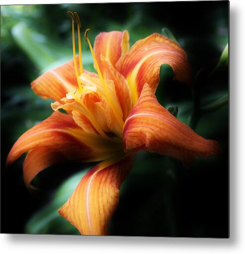 Flora Metal Print featuring the photograph Road Lily by Bruce Bley