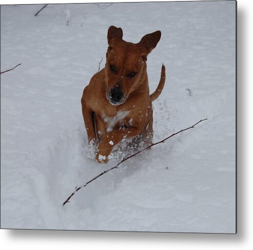 Dam Metal Print featuring the photograph Romp in the Snow by Mim White