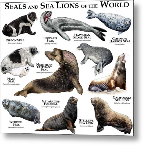 California Sea Lion Metal Print featuring the photograph Seals And Sea Lions Of The World by Roger Hall