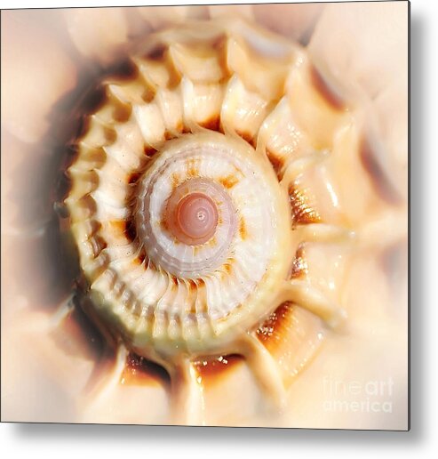 Photography Metal Print featuring the photograph Seashell Wall Art 11 - Spiral of Harpa Ventricosa by Kaye Menner