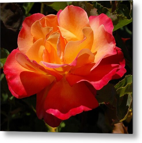 Linda Brody Metal Print featuring the photograph Single Red and Orange Rose by Linda Brody