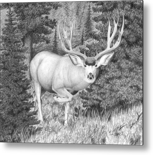 Mule Deer Metal Print featuring the drawing Sneaking Out by Darcy Tate