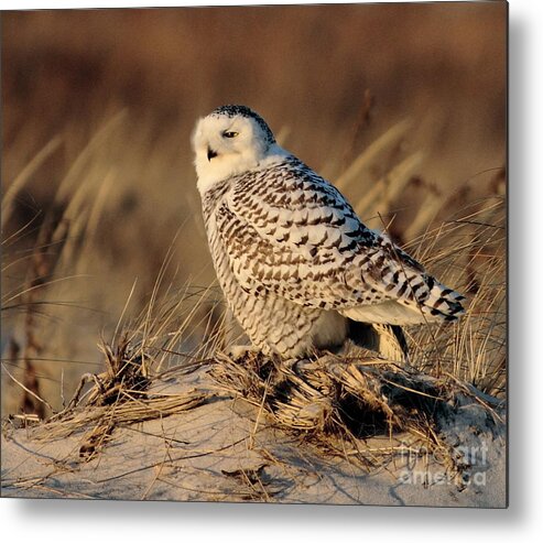Snowy Owl Metal Print featuring the photograph Snowy by Linda C Johnson