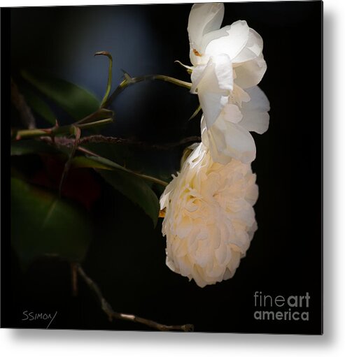 Nature Metal Print featuring the photograph Soft White Roses by Sally Simon