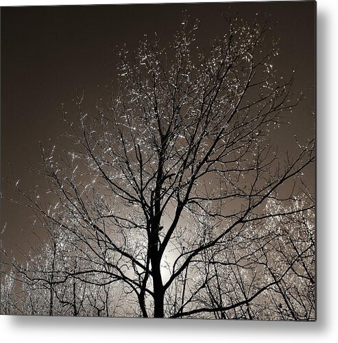 Tree Metal Print featuring the photograph Sparkling Branches by Kathi Mirto