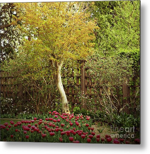 Spring Time; The Wichita Gardens; Outside; Outside Bontanica; Spring In Kansas; Flowers; Tulips; Blossoms; Flowering Trees; Seasons; The Great Outdoors; Beauty; Gardening;  Metal Print featuring the photograph Tiptoe thru the Tulips by Betty Morgan