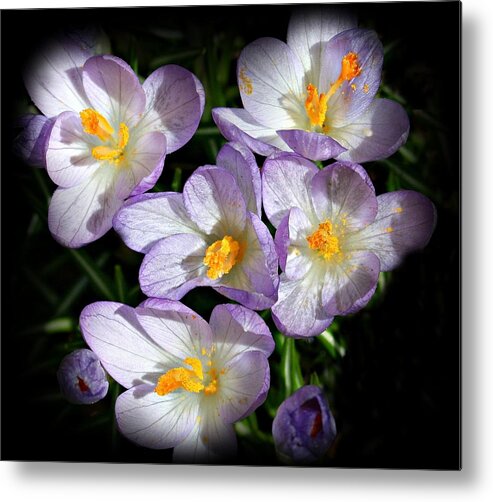 Macro Metal Print featuring the photograph Spring Sensation by Barbara S Nickerson