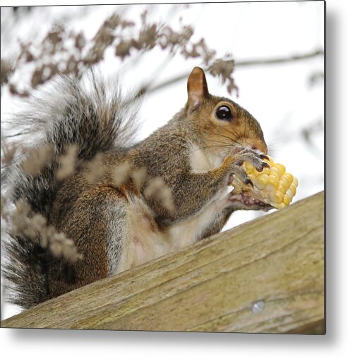 Squirrel Metal Print featuring the photograph Squirrel Eating Corn by Cathy Lindsey