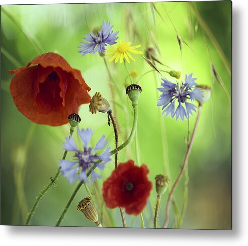Summer Wildflower Metal Print featuring the photograph Summer Wildflower Color by Dirk Ercken