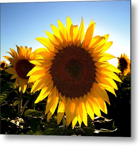 Sunflower Metal Print featuring the photograph Sun Shine 3 WC 2 by Lyle Crump