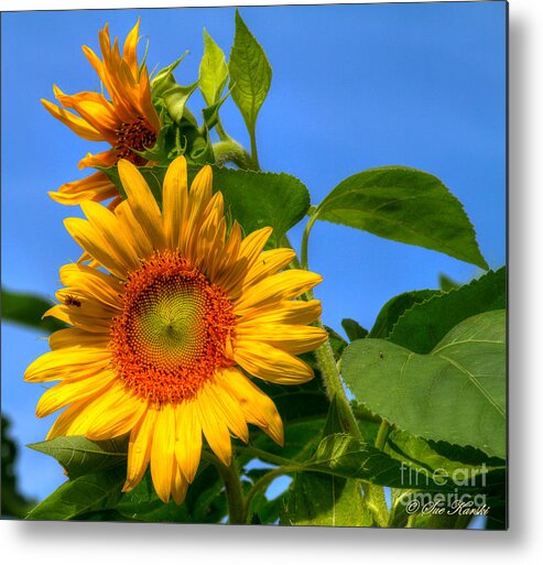 Foliage Metal Print featuring the photograph Sunflower Pair by Sue Karski