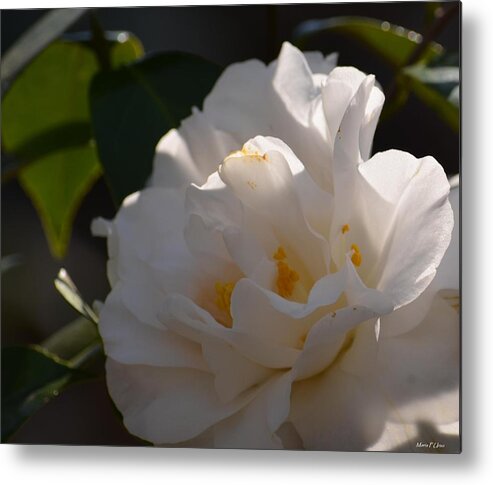 Sunlit White Camelia 2013 Metal Print featuring the photograph Sunlit White Camelia 2013 by Maria Urso