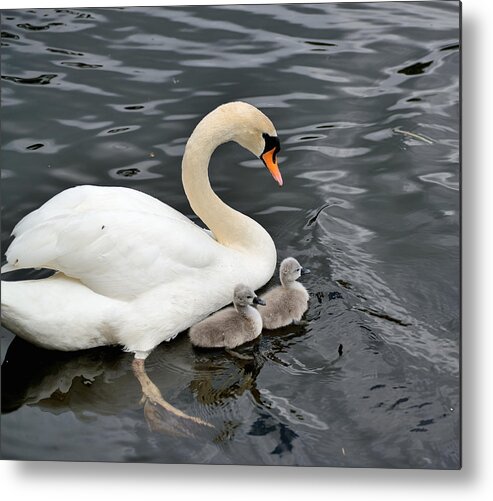Swan Metal Print featuring the photograph Swan and Cygnets by Kathy King