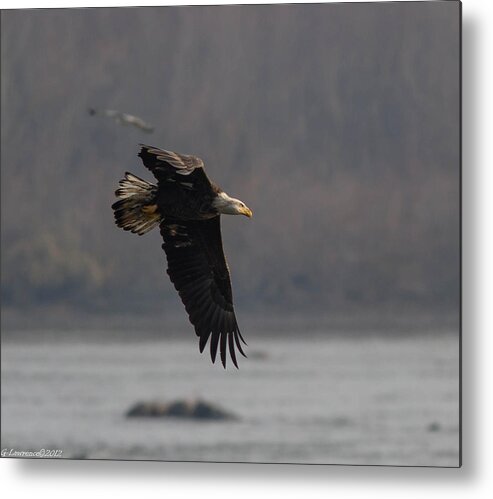 American Bald Eagles Metal Print featuring the photograph Target spotted by Glenn Lawrence