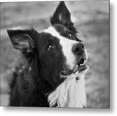 Border Collie Metal Print featuring the photograph Tessie 9 by Rich Franco