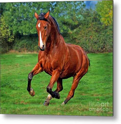 Horse Metal Print featuring the photograph The Pure Power by Ang El