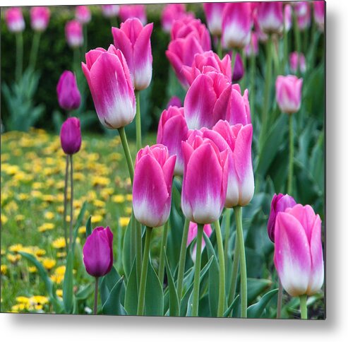 Natural Metal Print featuring the photograph The Spring in Vienna by Sergey Simanovsky