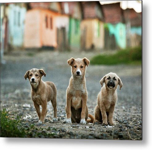 Animals Metal Print featuring the photograph The Three Musketeers by Sorin Onisor