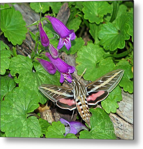 White-lined Spinx Hummingbird Moth Metal Print featuring the photograph The White-Lined Sphinx by Elizabeth Winter