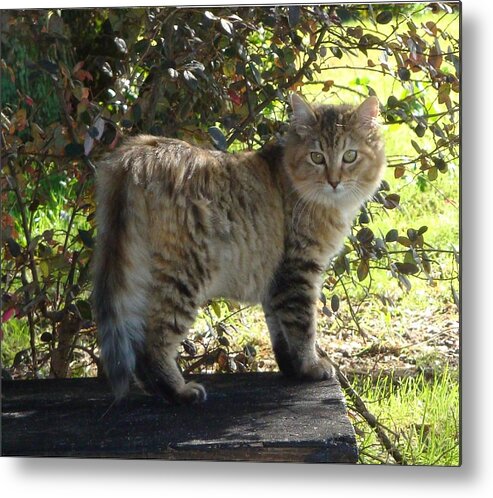 Barn Cat Metal Print featuring the photograph Timber the Kitten by Barbie Batson