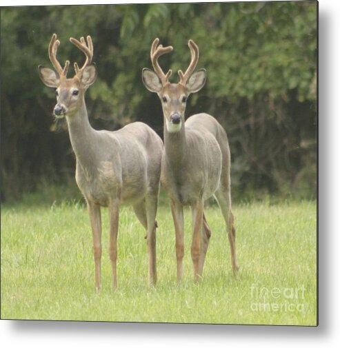 Whitetail Deer Metal Print featuring the photograph Twin Young Bucks by Jim Lepard