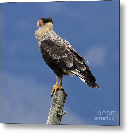 Caracara Metal Print featuring the photograph Watchful Eyes Crested Southern Caracara by Bob Christopher