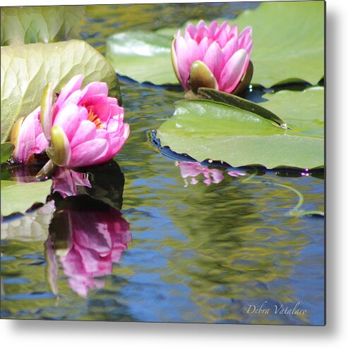 Watergarden Lotus Metal Print featuring the photograph Watergarden Lotus by Debra   Vatalaro