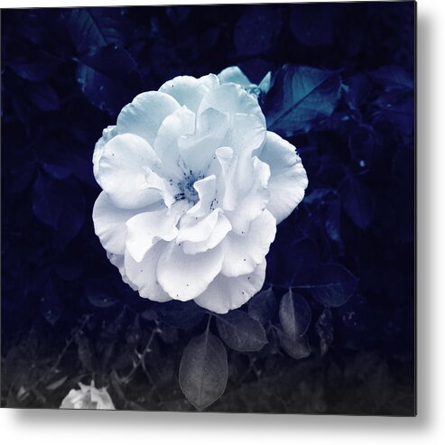 White Metal Print featuring the photograph White Flower by Felix Concepcion