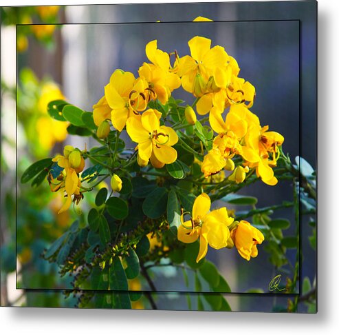 Yellow Flowers Metal Print featuring the photograph Yellow Flowers by Chris Thomas