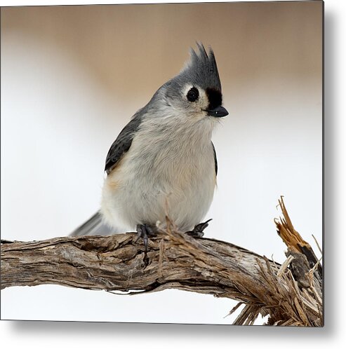  Tufted Titmouse Metal Print featuring the photograph Tufted Titmouse by Roni Chastain