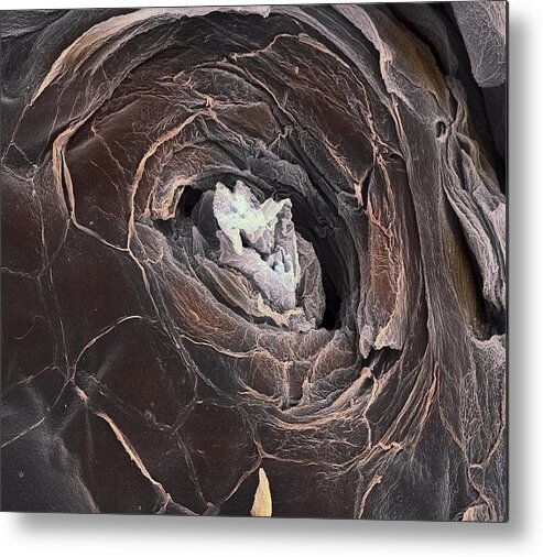 Human Body Metal Print featuring the photograph Sweat Pore, Sem #1 by Steve Gschmeissner
