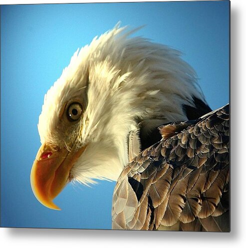 Bald Eagle Metal Print featuring the digital art Bald Is Beautiful #3 by Carrie OBrien Sibley