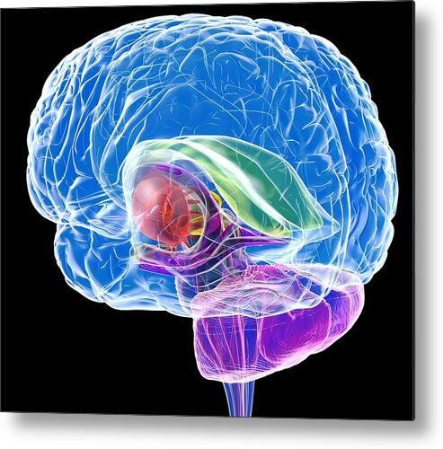 Anatomical Metal Print featuring the photograph Brain Anatomy, Artwork #7 by Roger Harris