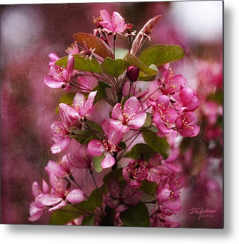 Crab Apple Metal Print featuring the photograph April crabapple in bloom by Don Anderson