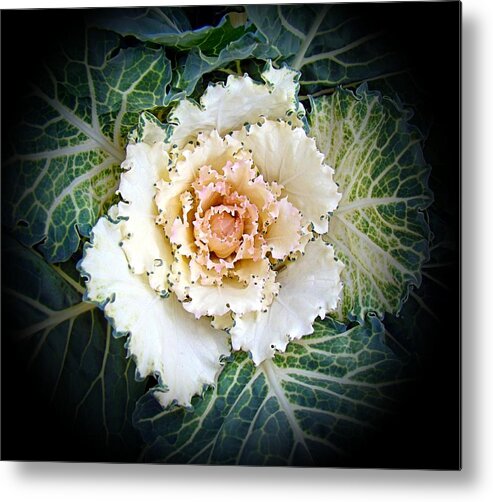 Autumn Metal Print featuring the photograph Autumn Colors Kale 1 by Nick Kloepping