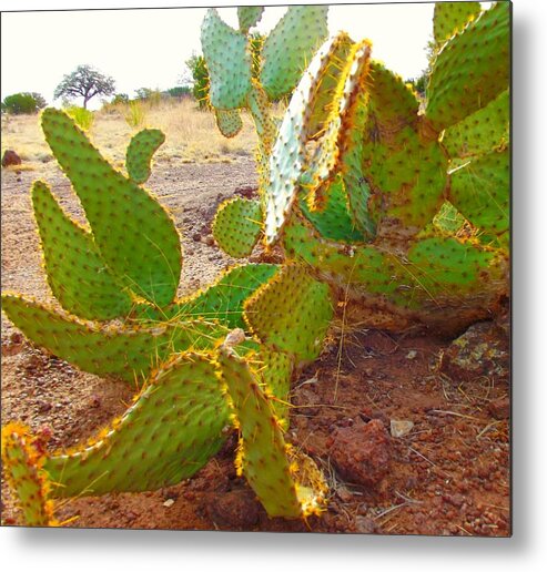 Cactus Metal Print featuring the photograph Beavertail Cactus In The Sun by Megan Ford-Miller