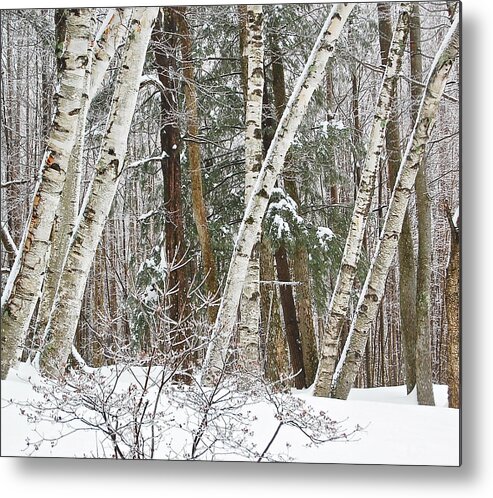 Birch Trees Metal Print featuring the photograph Birches by Mary McAvoy