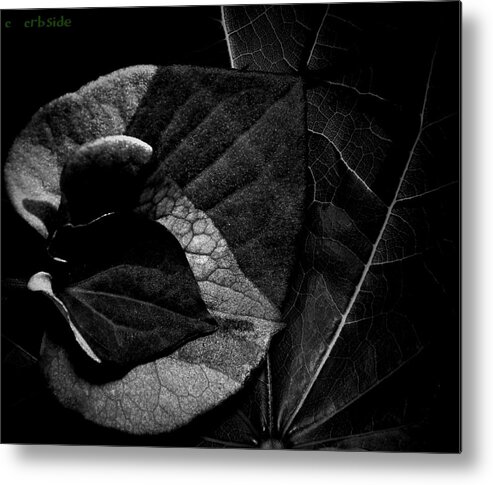 Foliage Metal Print featuring the photograph Black Hearts by Chris Berry