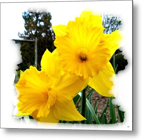 Photo Design Metal Print featuring the photograph Bordered Daffodils by Will Borden