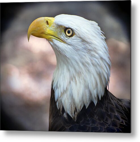 Bald Metal Print featuring the photograph By The Light of The Silvery Moon - Bald Eagle by Donna Proctor