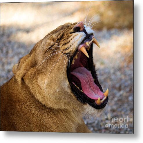 Lion Metal Print featuring the photograph Fangs by Adam Jewell
