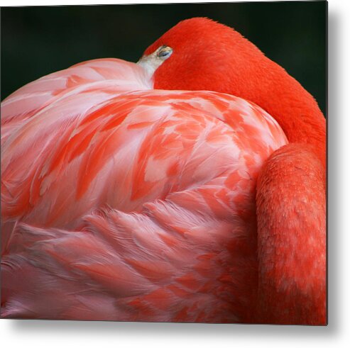 Phoenicopterus Metal Print featuring the photograph Flamingo Taking a Snooze by Kathy Clark