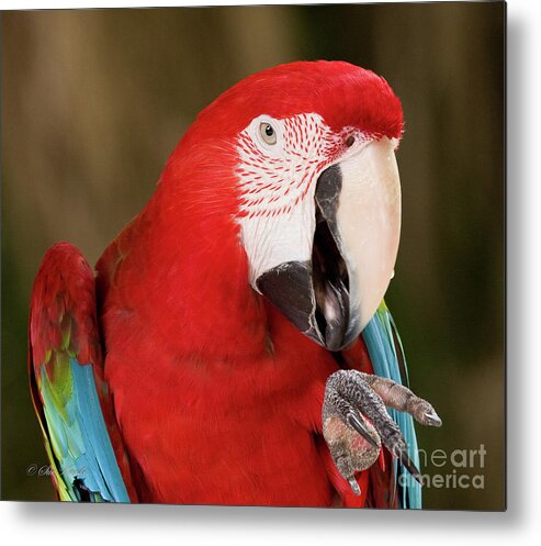 Birds Metal Print featuring the photograph He went that way by Sue Karski