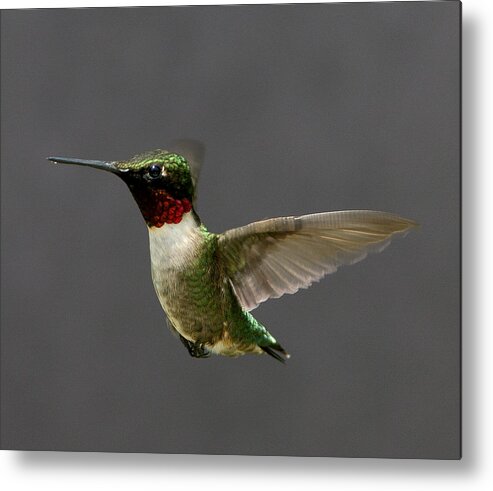 Hummingbird Metal Print featuring the photograph Hummingbird 1 by John Crothers