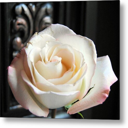 Rose Metal Print featuring the photograph If Love Was A Rose by Kathy Bucari